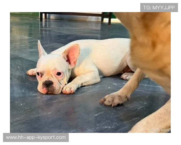 哈兰德拒绝自拍粉丝，网爆原因居然是赶厕所